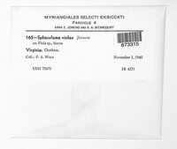 Elsinoe violae image